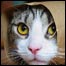 burritocat[1]list